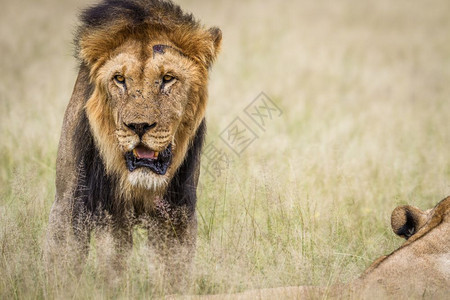 大雄狮站在博茨瓦纳中部卡拉哈里高原的草上图片