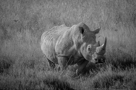 白犀牛身穿黑站在南非的草地上图片