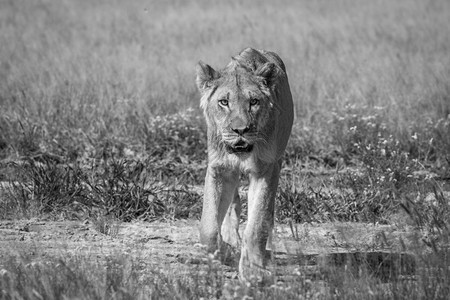 在博茨瓦纳中部卡拉哈里狮子们用黑白相片向镜头走来图片