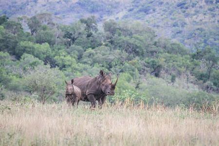 南非的白犀牛和年轻母亲图片