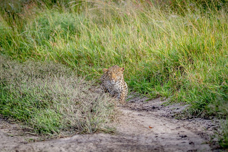 豹子跟踪博茨瓦纳卡拉哈里中部的摄像头图片