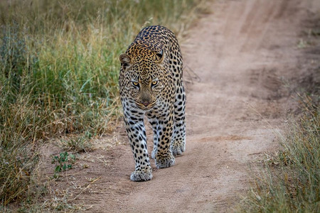 豹子走近南非克鲁格公园的摄像头图片