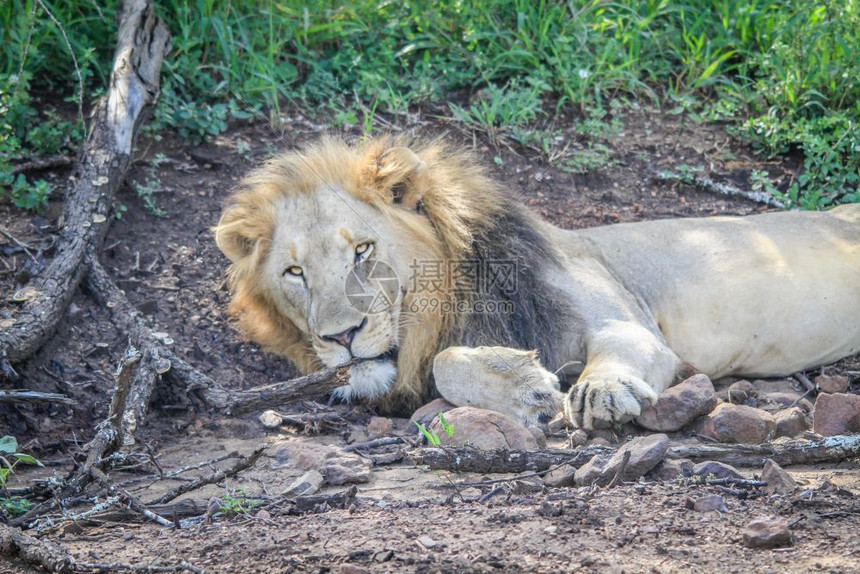 南非克鲁格公园的沙子上躺着雄狮图片