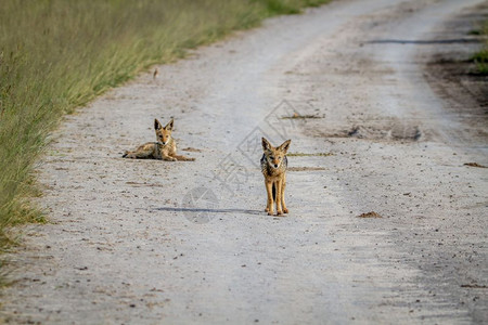 在博茨瓦纳中部卡拉哈里的路上两只黑头狼图片