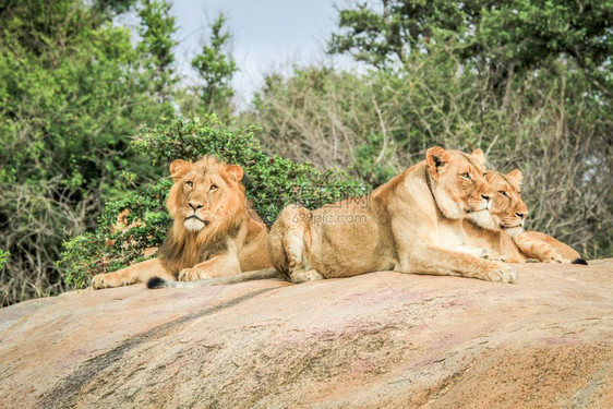 南非克鲁格公园的石块上埋着狮子图片