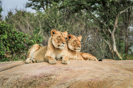 南非克鲁格公园的石块上埋着狮子图片