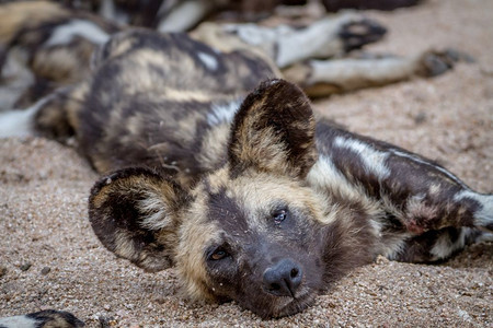非洲野狗躺在南克鲁格公园的沙地上图片