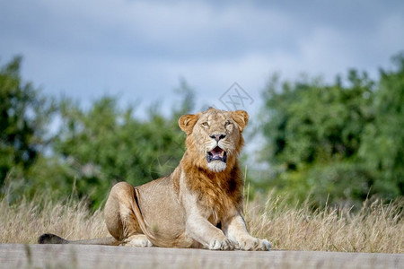 雄狮躺在南非克鲁格公园的路上图片