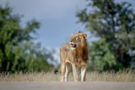 男狮子站在南非克鲁格公园的路上图片
