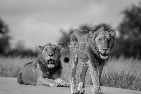 两个狮子兄弟在南非克鲁格公园的黑白路上图片