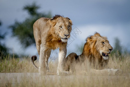 两个狮子兄弟在南非克鲁格公园的路上图片