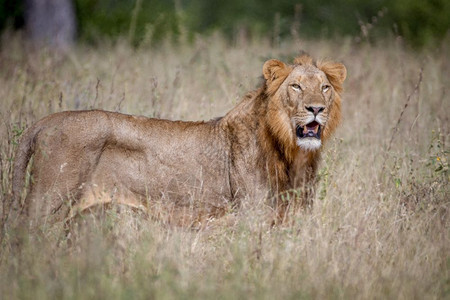 雄狮站在南非克鲁格公园的高草地上图片