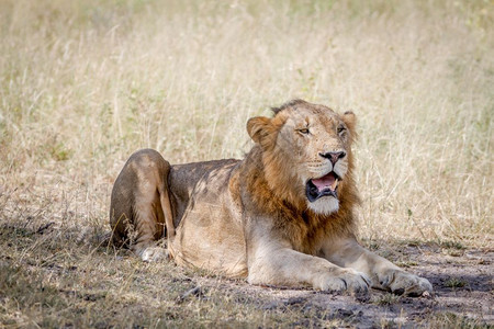 雄狮躺在南非克鲁格公园的草地上图片