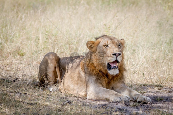 雄狮躺在南非克鲁格公园的草地上图片