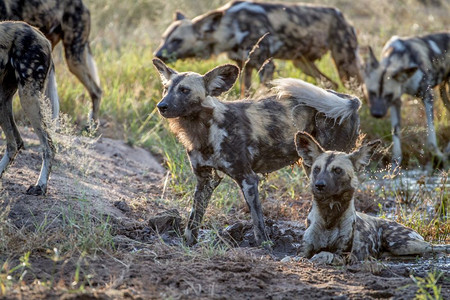 在南非克鲁格公园的草地上一群非洲野狗图片