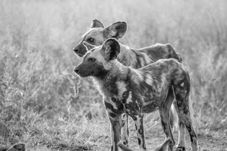 非洲野狗站在南克鲁格公园的黑白草地上图片