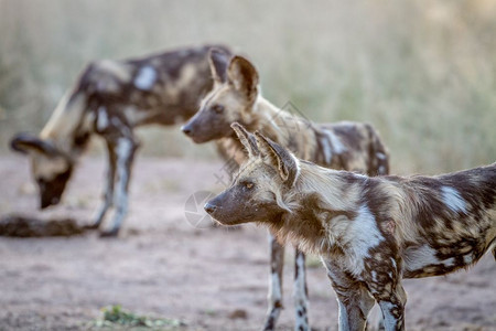 南非克鲁格公园的非洲野狗图片