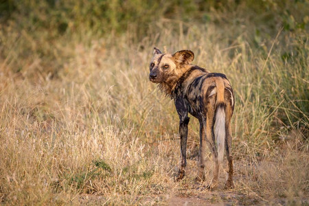 非洲野狗回望南克鲁格公园图片