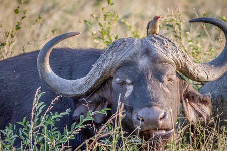 在南非克鲁格公园的摄影机上有一头非洲水牛其主演是奥克斯派图片