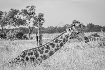 Giraffe坐在草地上博茨瓦纳奥卡万戈三角洲吃黑白食物图片