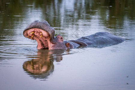 Hippo站在南非克鲁格公园的水下打哈欠图片