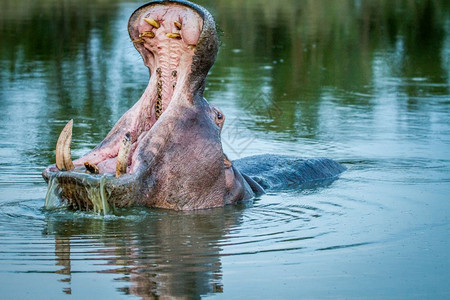 Hippo站在南非克鲁格公园的水下打哈欠图片