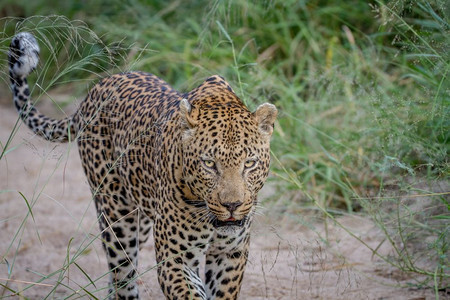 豹子在南非克鲁格公园的沙地上行走图片