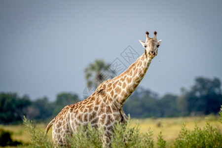 Giraffe站在草地上博茨瓦纳奥卡万戈三角洲的摄影机旁图片