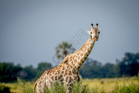 Giraffe站在草地上博茨瓦纳奥卡万戈三角洲的摄影机旁图片