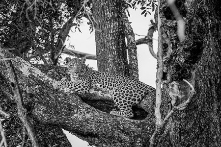 豹子躺在博茨瓦纳奥卡万戈三角洲的一枝黑白树上图片