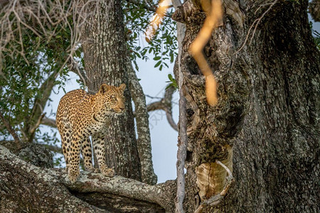 豹子站在树上的枝以博茨瓦纳奥卡万戈三角洲为主图片