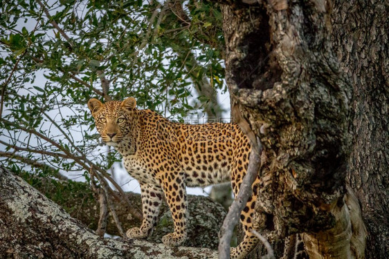 豹子站在树枝上看着博茨瓦纳奥卡万戈三角洲的摄像头图片
