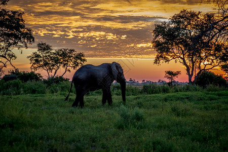 大象在博茨瓦纳奥卡万戈三角洲日落时行走图片