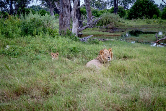 在博茨瓦纳奥卡万戈三角洲的草地上躺着雄狮和幼崽图片
