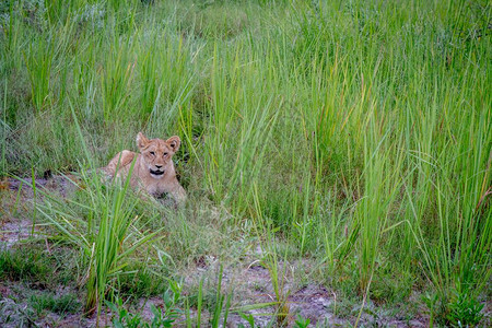 狮子幼崽躺在博茨瓦纳奥卡万戈三角洲的草地上图片