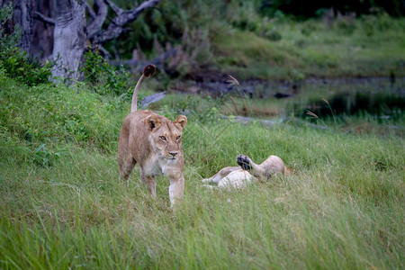 女狮子在草地上行走博茨瓦纳奥卡万戈三角洲的沉睡男子旁边行走图片