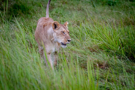 在博茨瓦纳奥卡万戈三角洲的草地上行走女狮子图片