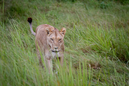 在博茨瓦纳奥卡万戈三角洲的草地上行走女狮子图片