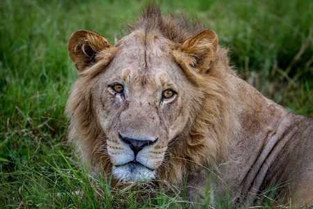 在博茨瓦纳奥卡万戈三角洲一只雄狮的近身图片