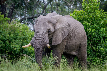 大象公牛在博茨瓦纳奥卡万戈三角洲的摄像头上图片