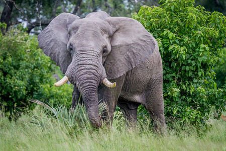 大象公牛在博茨瓦纳奥卡万戈三角洲的摄像头上图片
