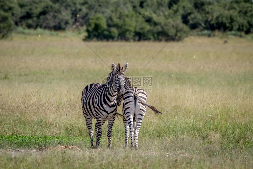 在博茨瓦纳乔贝公园两个斑马站在彼此相邻的草地上图片