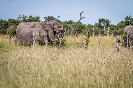 在博茨瓦纳乔贝公园的草地上食用大象群图片