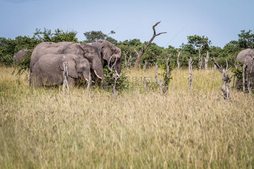 在博茨瓦纳乔贝公园的草地上食用大象群图片