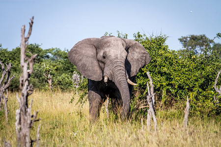 大象站在博茨瓦纳乔贝公园的草原上图片