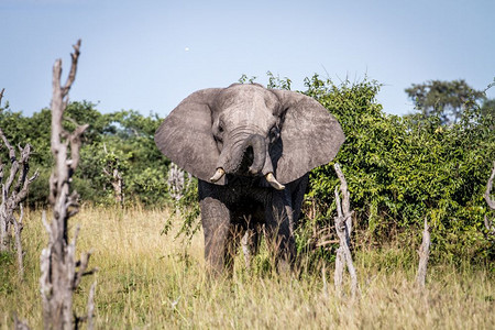大象站在博茨瓦纳乔贝公园的草原上图片