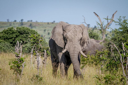 大象以博茨瓦纳乔贝公园的摄像头为主图片