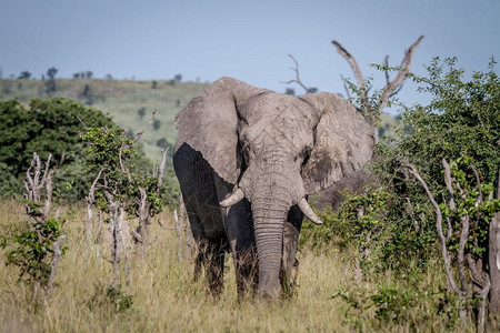 大象以博茨瓦纳乔贝公园的摄像头为主图片