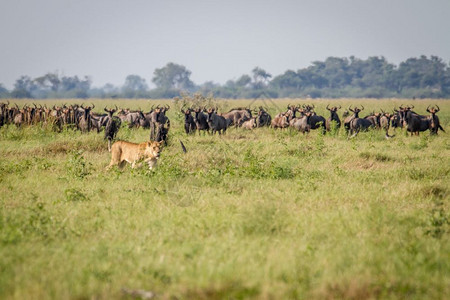 狮子在博茨瓦纳乔贝公园一群蓝野兽面前行走图片