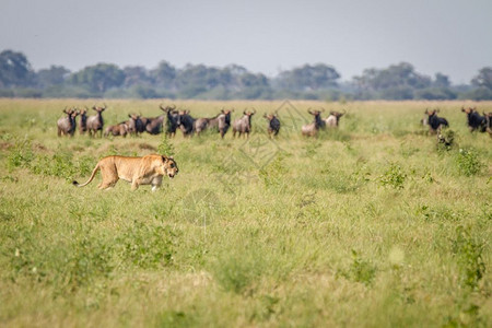 狮子在博茨瓦纳乔贝公园一群蓝野兽面前行走图片